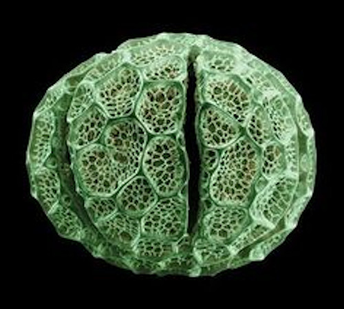 É o medo de tripofobia